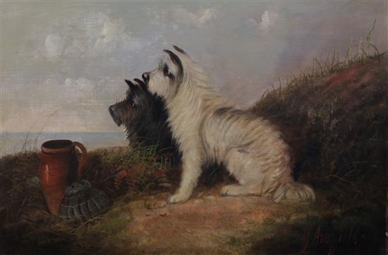 George Armfield (1808-1893) Terriers rabbiting signed, 16 x 24in., unframed